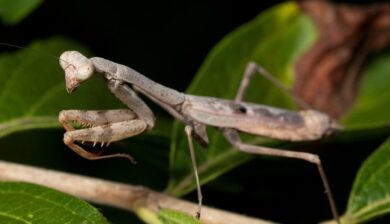 a brown Carolina mantis on a stem.