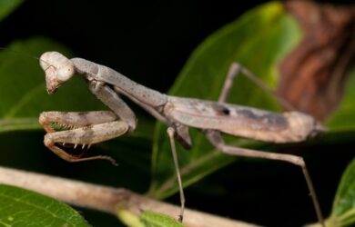 a brown Carolina mantis on a stem.