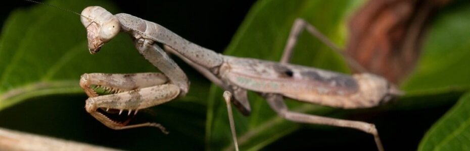 a brown Carolina mantis on a stem.