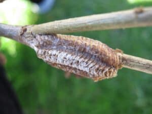 a Carolina mantis egg sack with light and dark stripes.