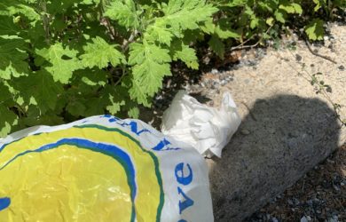 Litter being picked up in a white grovery bag with a smiley face next to mugwort