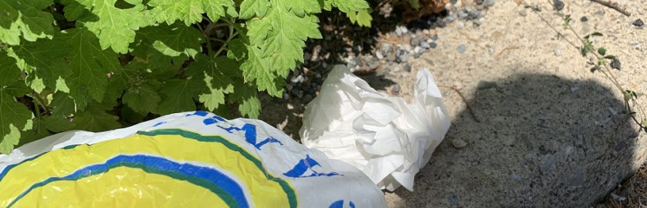 Litter being picked up in a white grovery bag with a smiley face next to mugwort