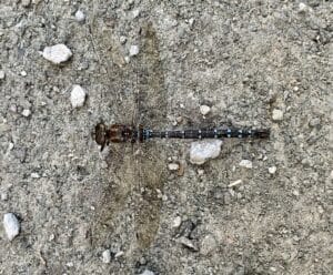 a dragonfly with blue markings and translucent wings.