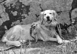 Black and white photo of a smiling golden retriever in front of a boulder