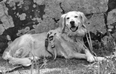 Black and white photo of a smiling golden retriever in front of a boulder