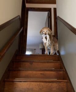 a golden retriever at the top of the steps wiht socks in her mouth