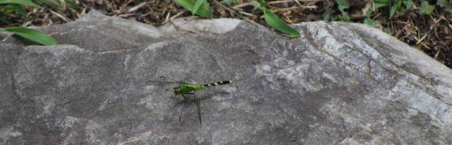 a green dragonfly resting on a grey rock