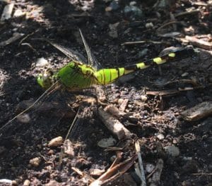 closeup of a green dragonfly on bare ground