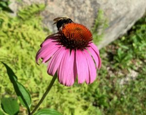 a hot pink echincacea flower with an orance center with a bee.