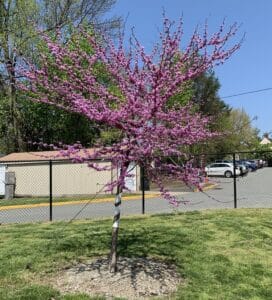 A Forest Pansy Redbud with hot pink flowers coating the branches.