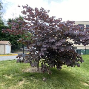 Myles memorial tree recovered - a maroon leaf forest pansy redbud.