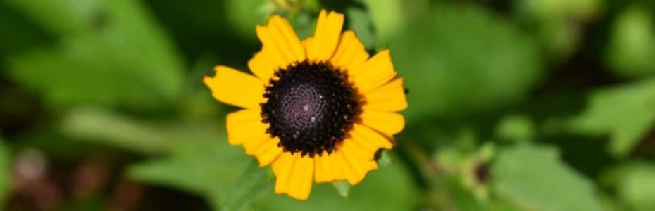 a brigth yellow black-eyed susan flower with half-sized petals