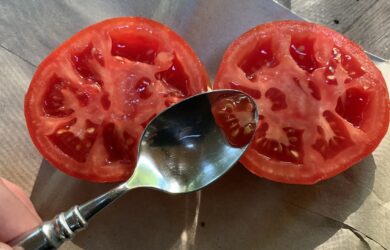 spoon with tomato seeds and gel scooped out from a tomato