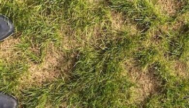 brown patches on lawn