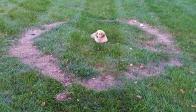 large brown ring shaped patch on lawn with a dachshund dog in the center