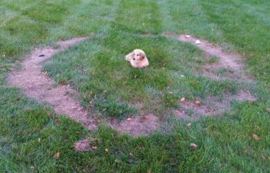 large brown ring shaped patch on lawn with a dachshund dog in the center