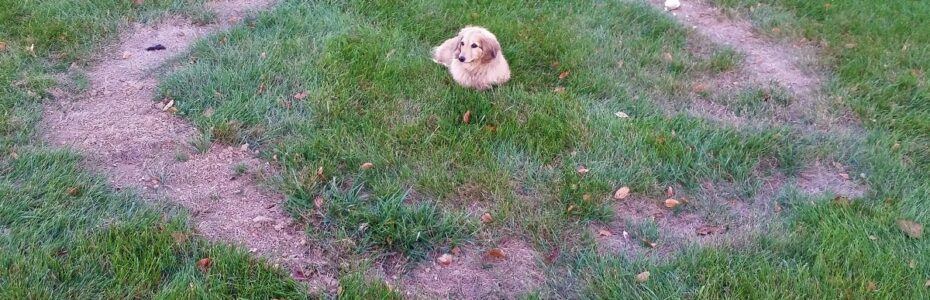large brown ring shaped patch on lawn with a dachshund dog in the center