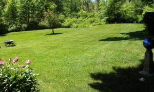 a healthy green lawn free of brown patches
