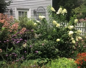 a pink flowering quick fire hydrangea next to white flowering flopping limelight hydrangea