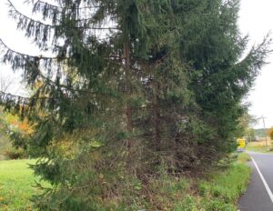 norway spruce with bare branches in row of others too closely planted