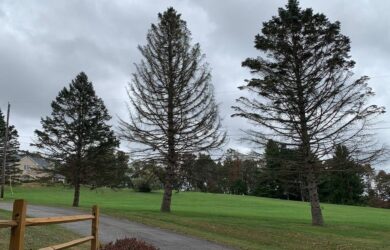three spruce trees along a driveway bare of most needles due to spruce fungal diseases