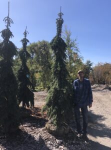 a man standing next to a grouping of weeping white pine at a nursery