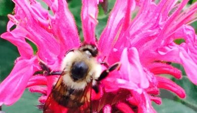 a bumble bee on a hot pink monarda flower