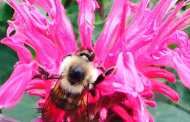 a bumble bee on a hot pink monarda flower