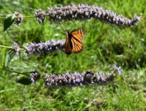 monarch butterrfly on purple spikey flower