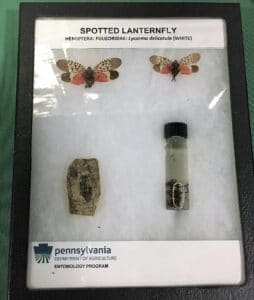 a framed display of spotted laternflies in varying stages of development