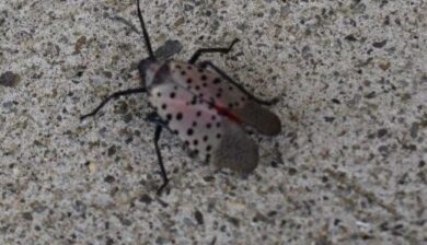 a grey winged insect with black spots and reddish tinge of color