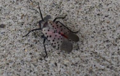 a grey winged insect with black spots and reddish tinge of color