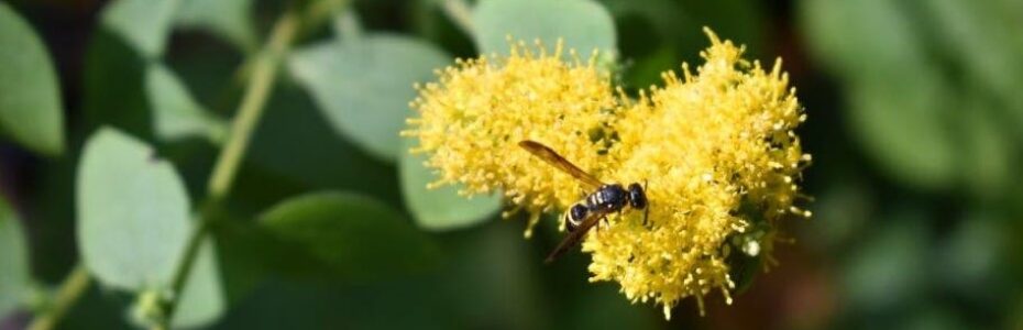 a closeup of a small bee on yellow goldenrod flower