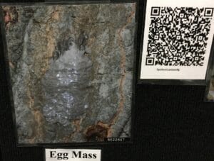 greyish mass of eggs on the bark of a tree