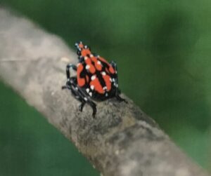 quarter inch red insect wiht black spots on a branch