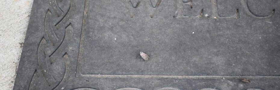 a grey winged insect with black spots on a welcome mat