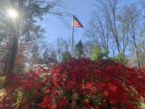 the american flag illuminated by the sun with a red leafed maple at the base of the flagpole