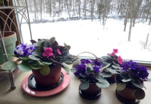 three African violets in bloom on a windowsill