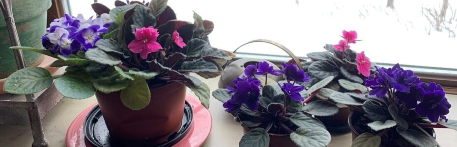 three African violets in bloom on a windowsill