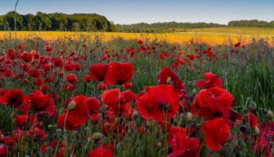 a field of red poppies