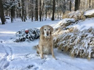 Golden Retriever in the snow next to weeping hemlock decroated wiht a red Christmas ornament