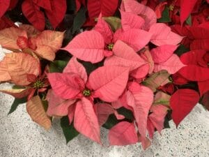 pinkish-salmon colored poinsettia variety next to a red one