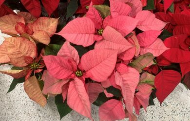 pinkish-salmon colored poinsettia variety next to a red one