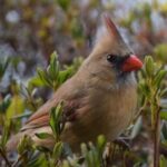 a brownish-gold female cardinal in a swath of green groundcover