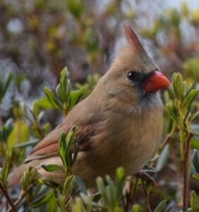 a brownish-gold female cardinal in a swath of green groundcover
