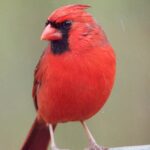 a closeup of a red male cardinal
