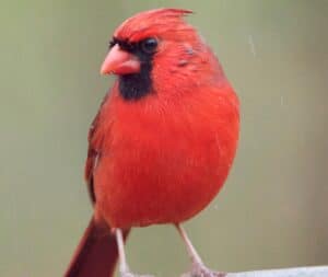a closeup of a red male cardinal