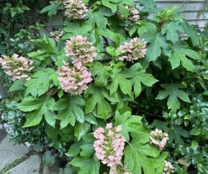 a course green leafed Munchkin Oakleaf Hydrangea with pinkish flowers spotted with freckles.