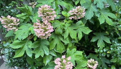 a course green leafed Munchkin Oakleaf Hydrangea with pinkish flowers spotted with freckles.