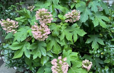 a course green leafed Munchkin Oakleaf Hydrangea with pinkish flowers spotted with freckles.